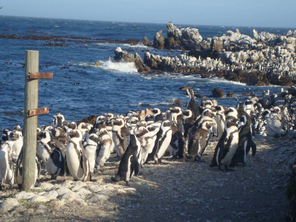 Die Pinguine von Betty's Bay